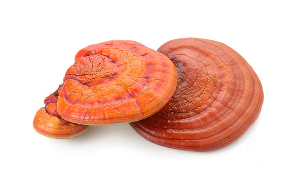 Winsor Mushroom Essence 百草靈芝精華 - 500 Capsules / 500粒
