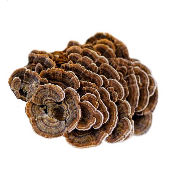 Essence of Mushroom 雲芝精華 - 500 Capsules / 500粒